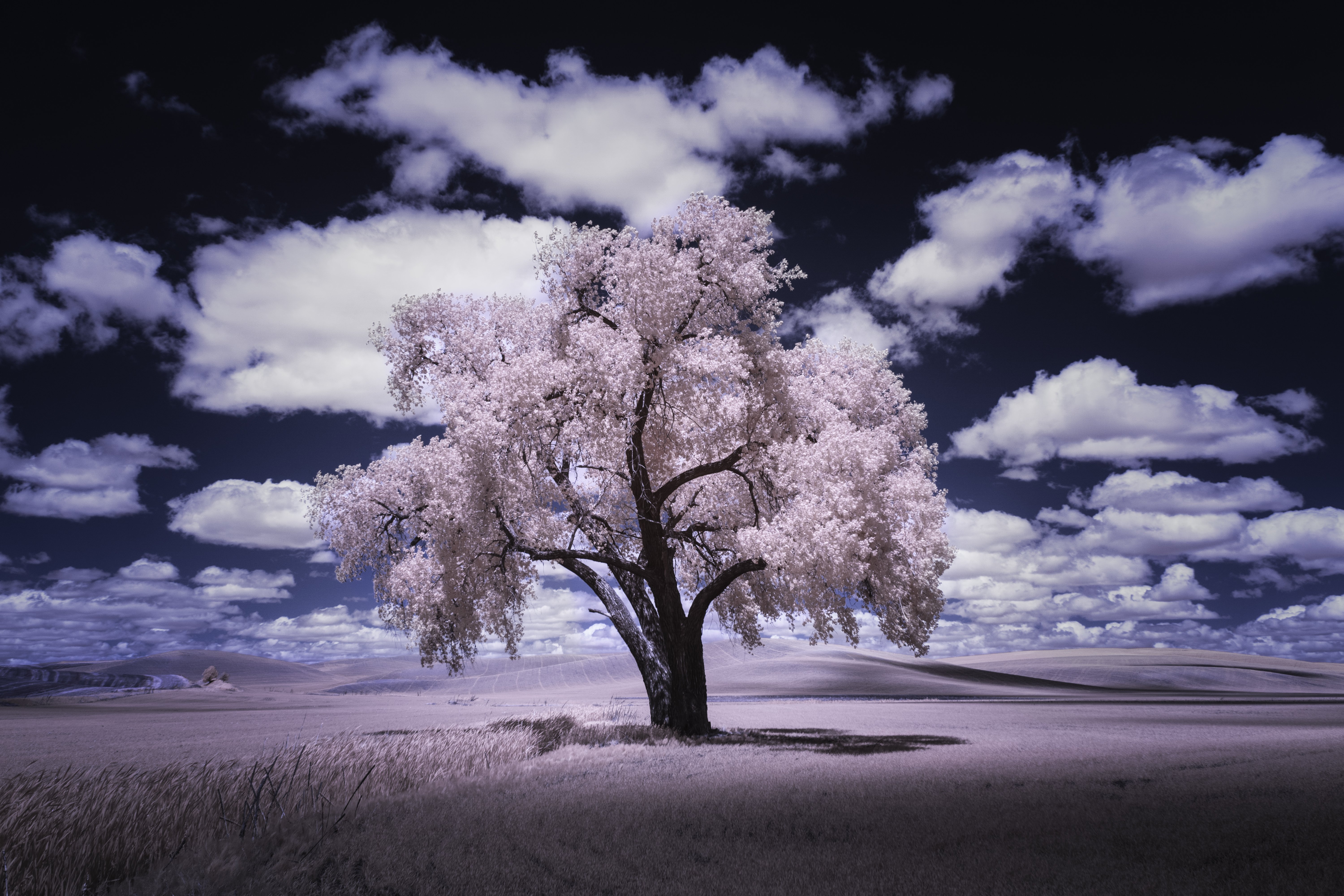 Fotografía infrarroja de árboles.